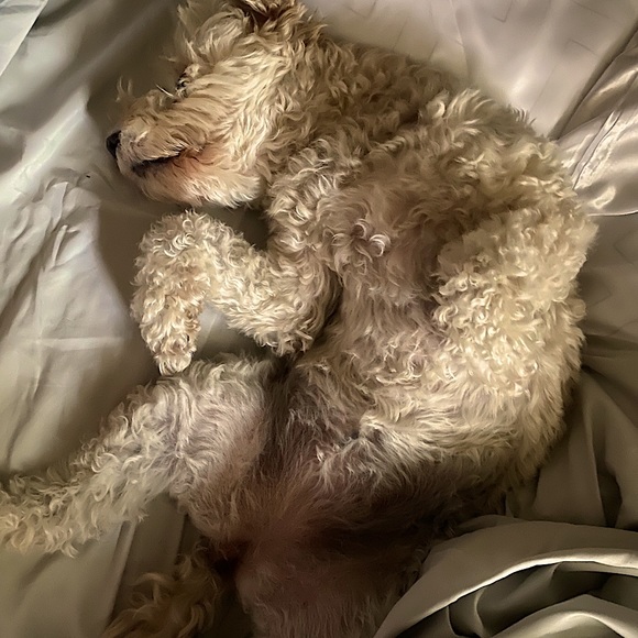 Meet your Posher, Diana - Picture 3 of 4